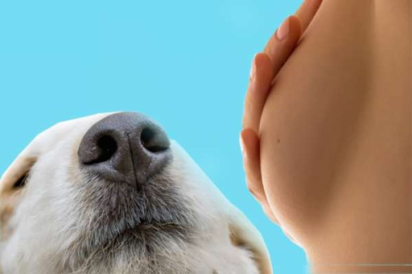 Your Dog Might Be Your Best Bet For At Home Breast Exams